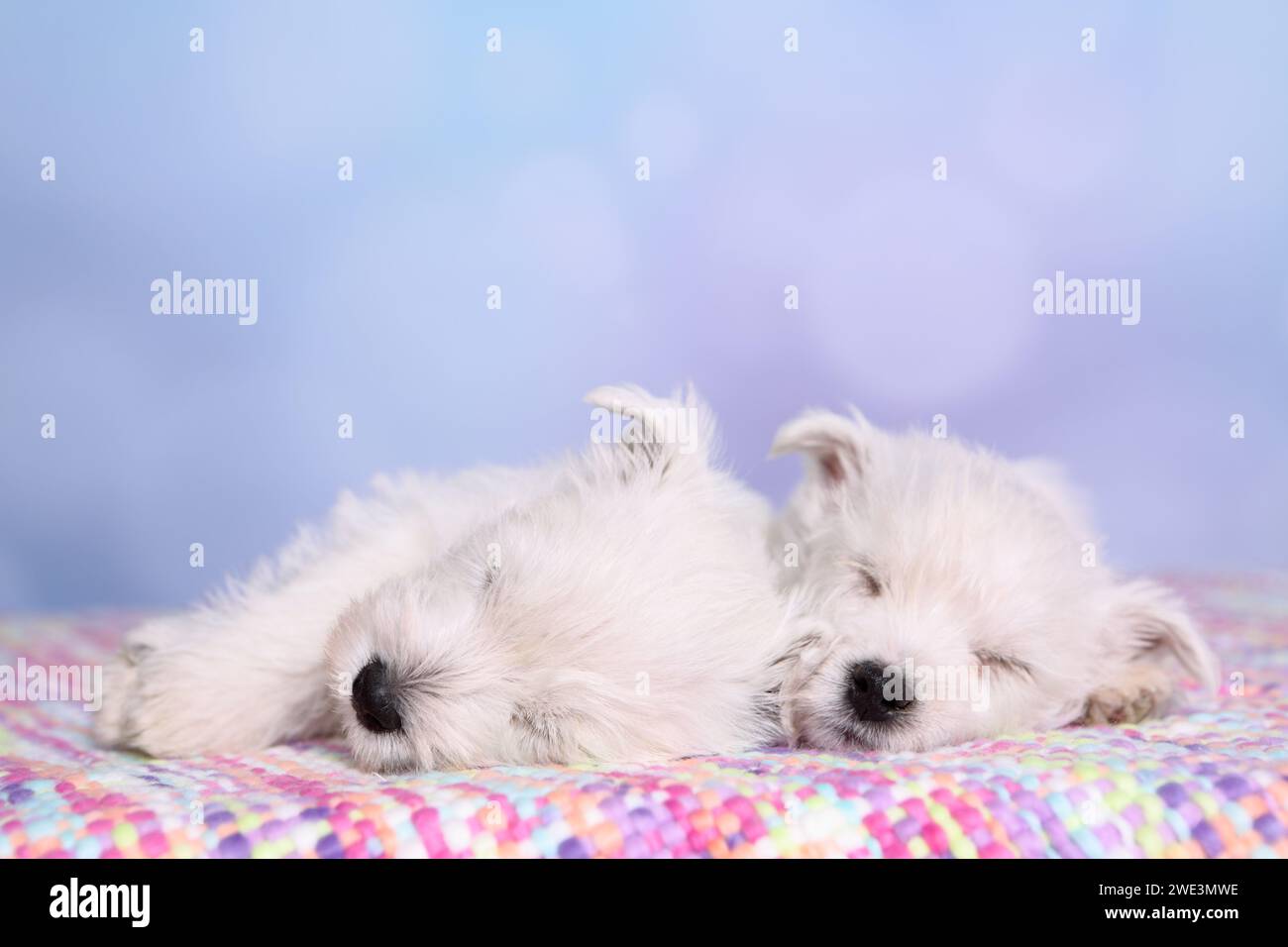 2 West Highland White Terrier Welpen / 2 West Highland White Terrier Puppies Banque D'Images