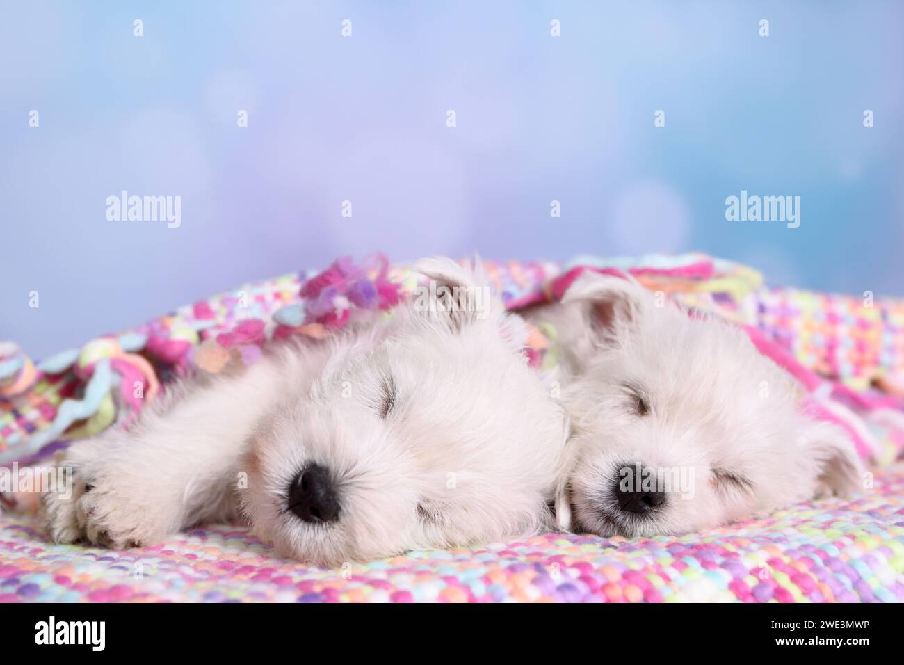2 West Highland White Terrier Welpen / 2 West Highland White Terrier Puppies Banque D'Images