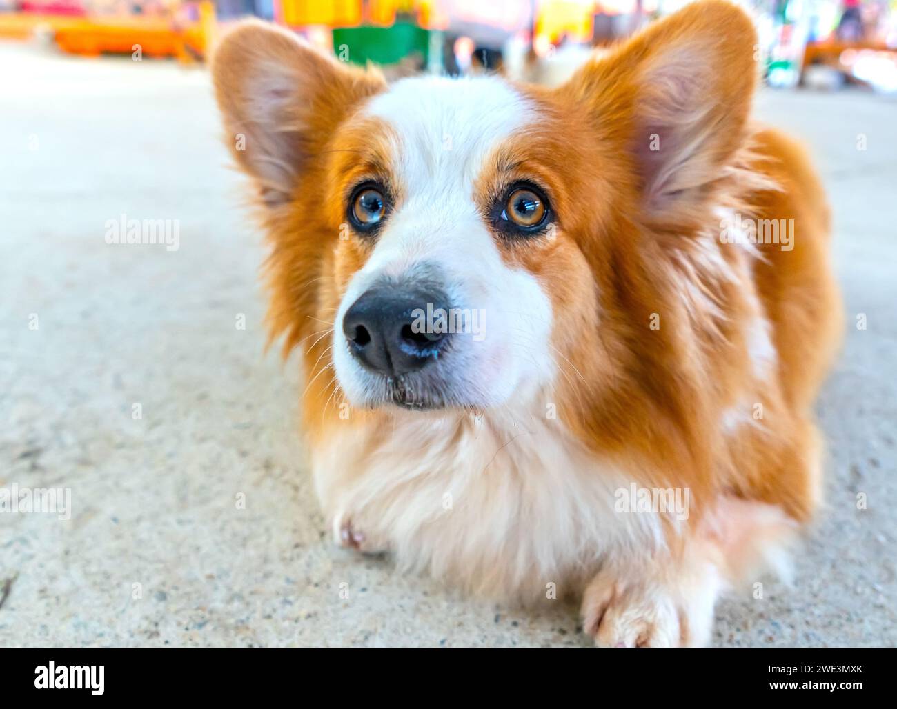 Mignon Corgi avec une fourrure impressionnante dans la maison domestiquée. Ils sont très sympathiques et bons amis avec les humains Banque D'Images