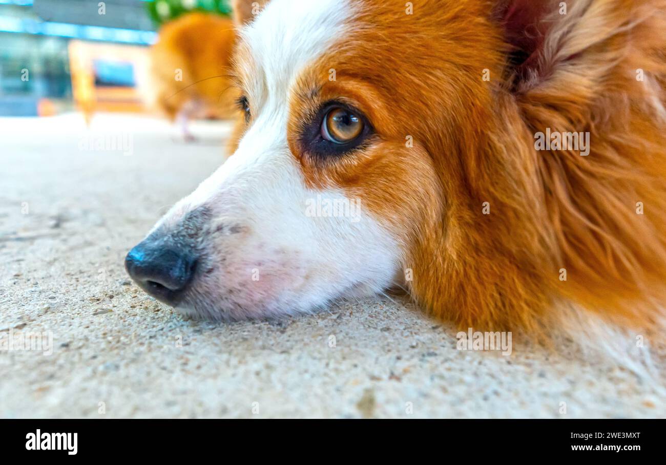 Mignon Corgi avec une fourrure impressionnante dans la maison domestiquée. Ils sont très sympathiques et bons amis avec les humains Banque D'Images