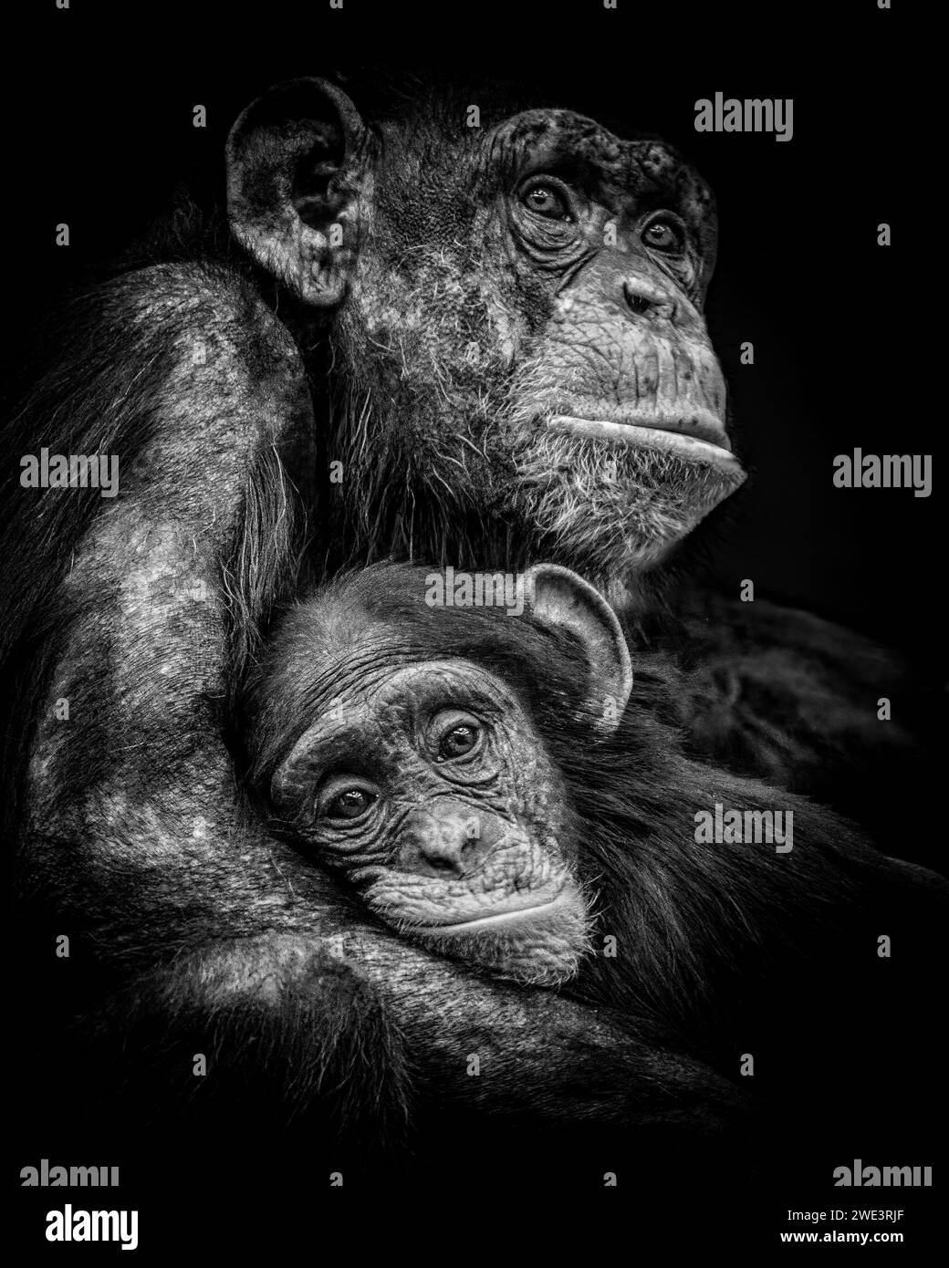 Un chimpanzé adulte et bébé partageant un moment tendre Banque D'Images