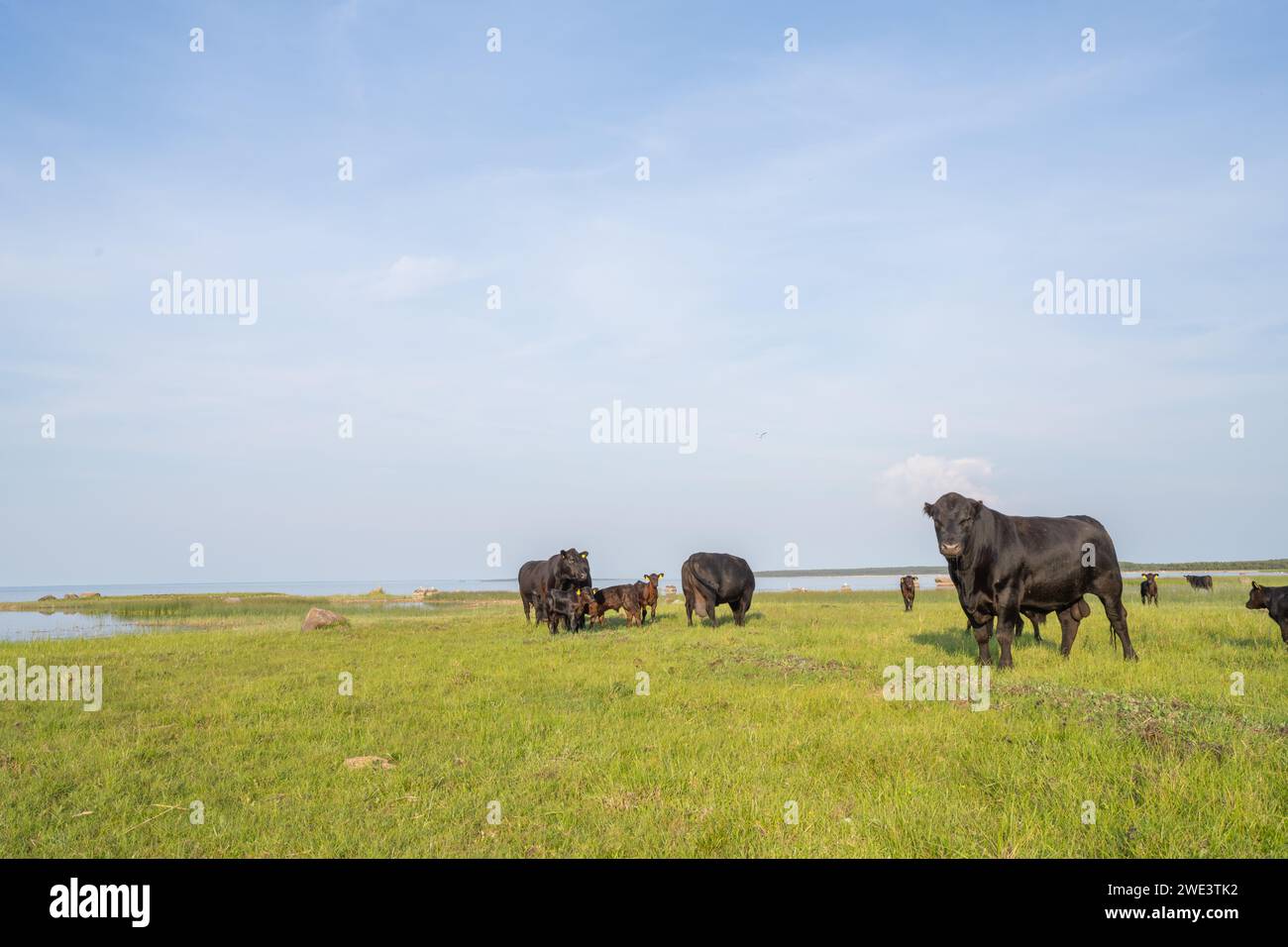 Bétail noir Aberdeen Angus paissant sur un pâturage sur la côte nord de Hiiumaa. Banque D'Images