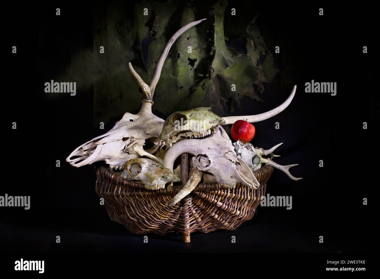 Nature morte avec crânes amimals Banque D'Images