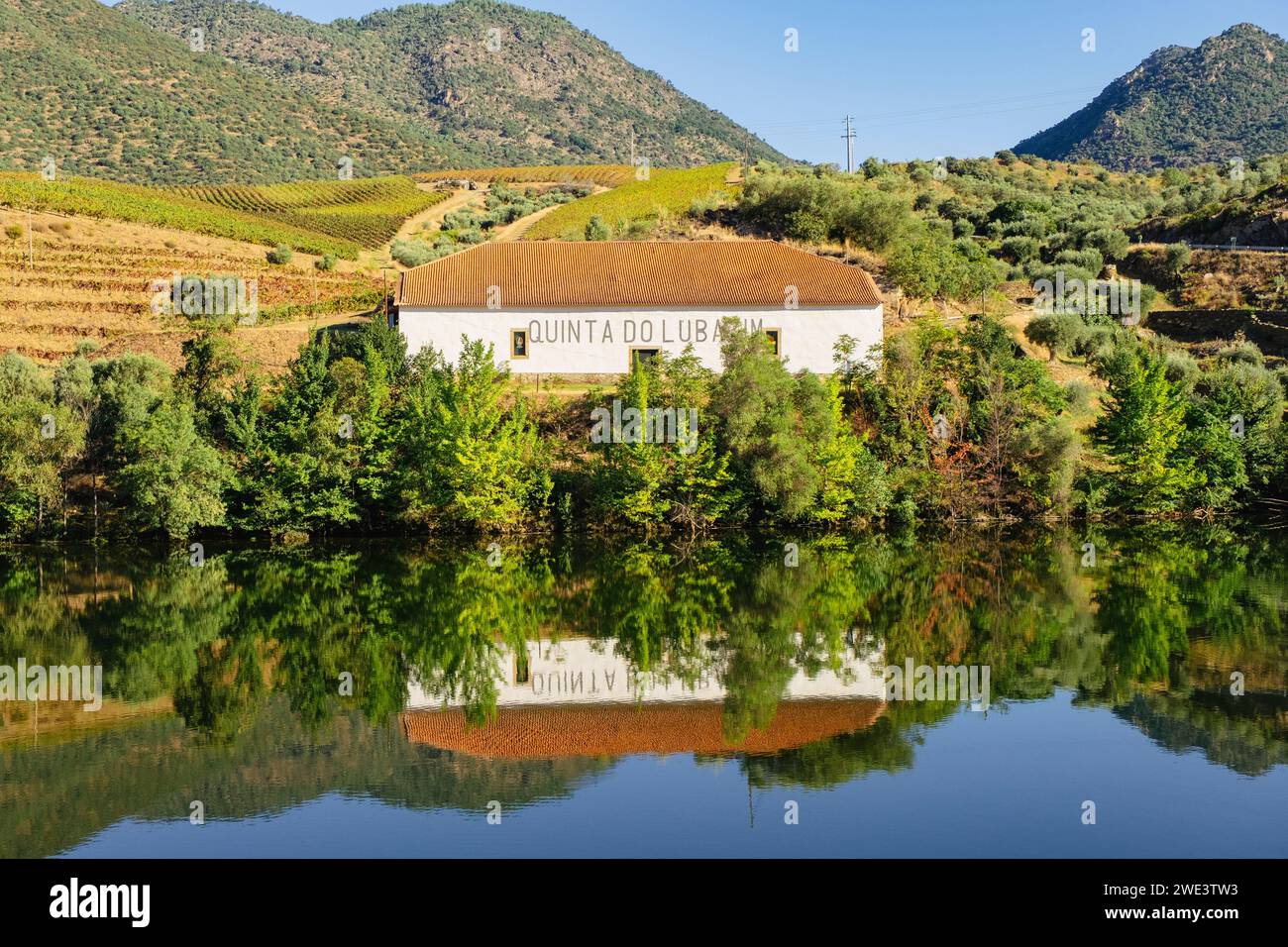 Quinta do Lubazim avec oliveraies et vignobles le long du fleuve Douro, Portugal, Europe. Banque D'Images