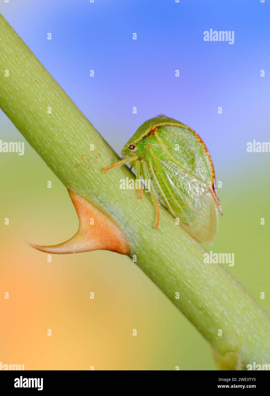 Stictocephala bisonia, Ceresa bisonia, Büffelzikade, Amerikanische Büffelzikade, Buffalo Treehopper,Büffelzirpe, Buffalo cigale sucant sur la rose Banque D'Images