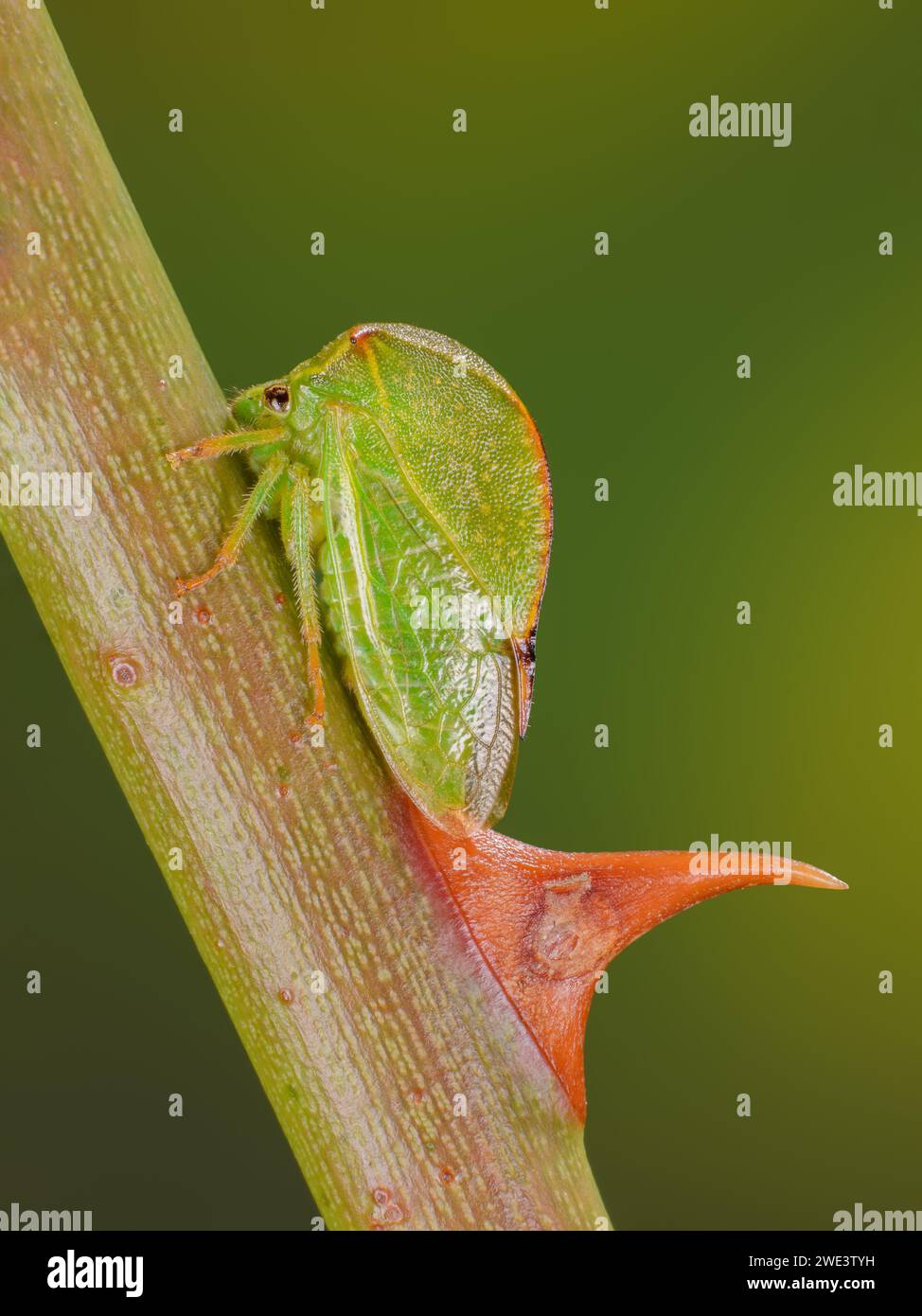 Stictocephala bisonia, Ceresa bisonia, Büffelzikade, Amerikanische Büffelzikade, Buffalo Treehopper,Büffelzirpe, Buffalo cigale sucant sur la rose Banque D'Images