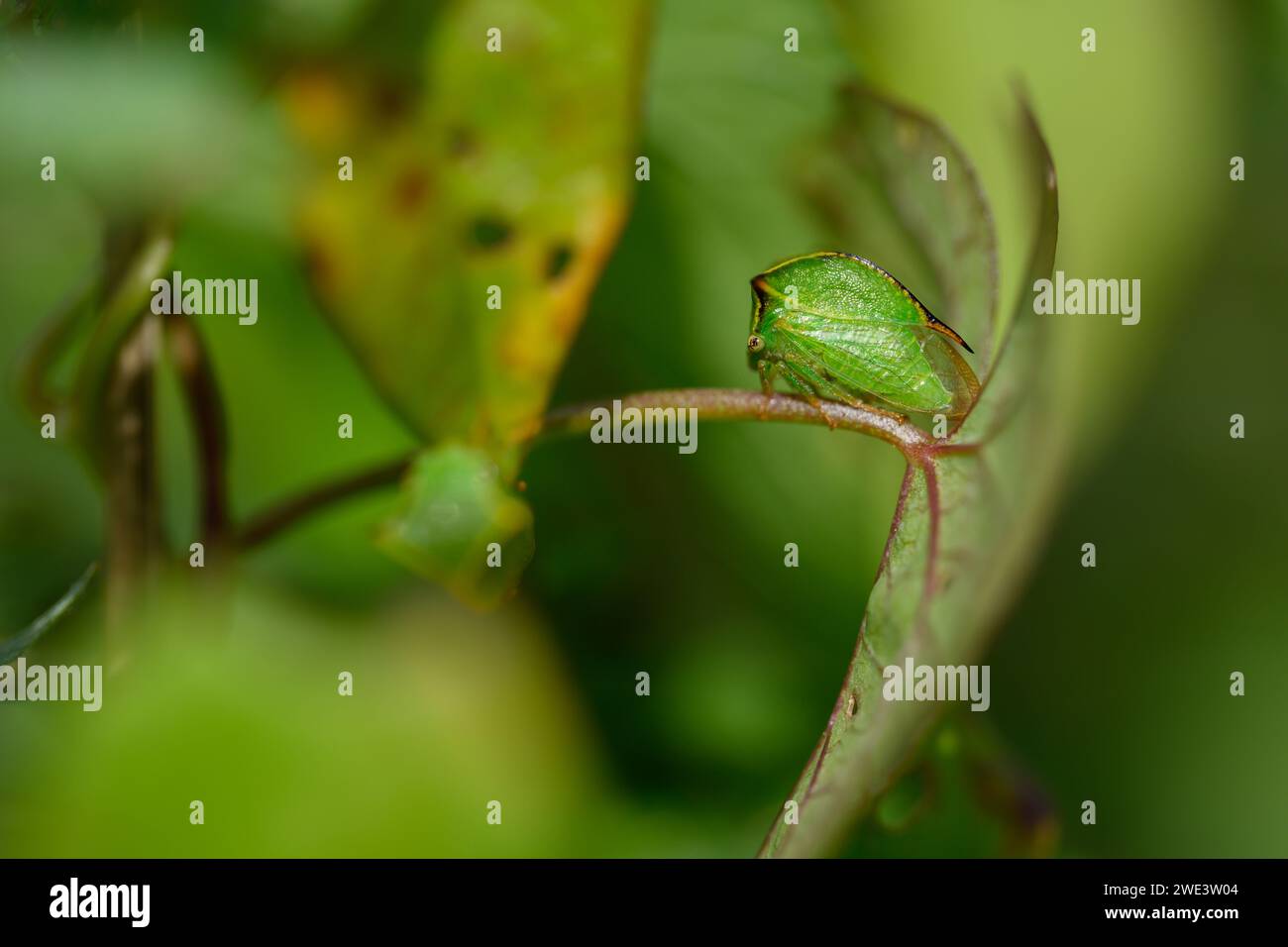 Stictocephala bisonia, Ceresa bisonia, Büffelzikade, Amerikanische Büffelzikade, Buffalo Treehopper, Büffelzirpe Banque D'Images