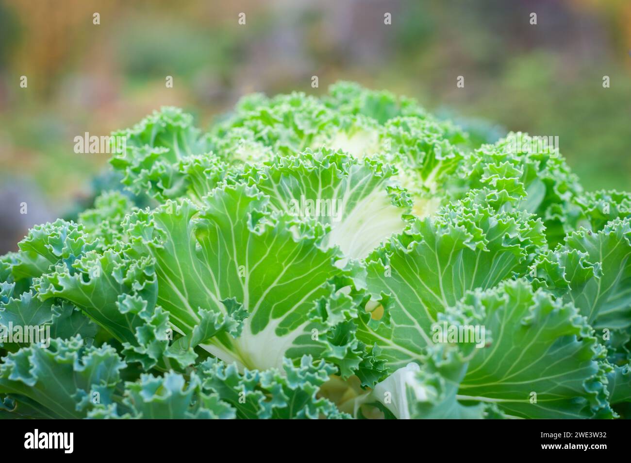 Automne dans le jardin. Chou ornemental ou décoratif (Brassica oleracea) dans le jardin d'automne. Fond végétal. Papier peint. Banque D'Images