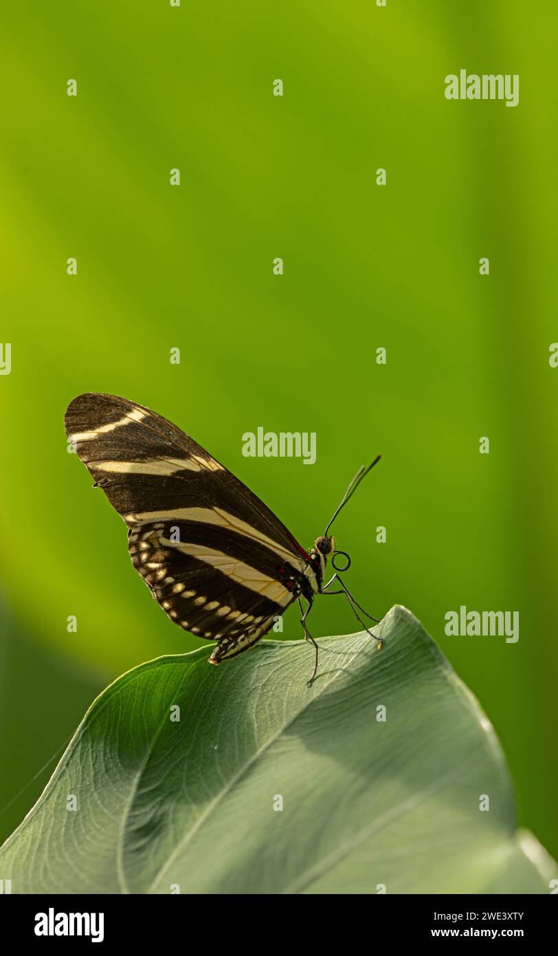 Zebra Longwing Butterfly : Heliconius charithonia. Spécimen captif dans la maison du papillon. Banque D'Images