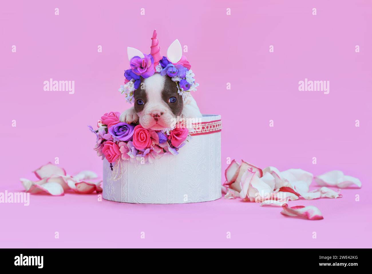 Mignon chien bulldog français pied bleu chiot avec bandeau licorne avec corne peeking hors de la boîte avec des fleurs sur fond rose Banque D'Images
