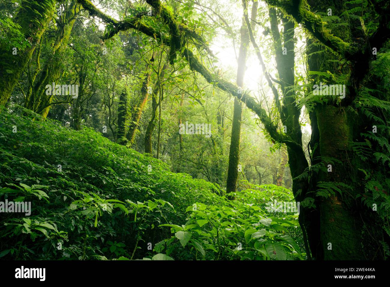 Forêt verte d'arbres avec la lumière du soleil à travers les feuilles vertes. Capture du carbone naturel et concept de crédit carbone. Gestion durable des forêts. Les arbres absorbent Banque D'Images