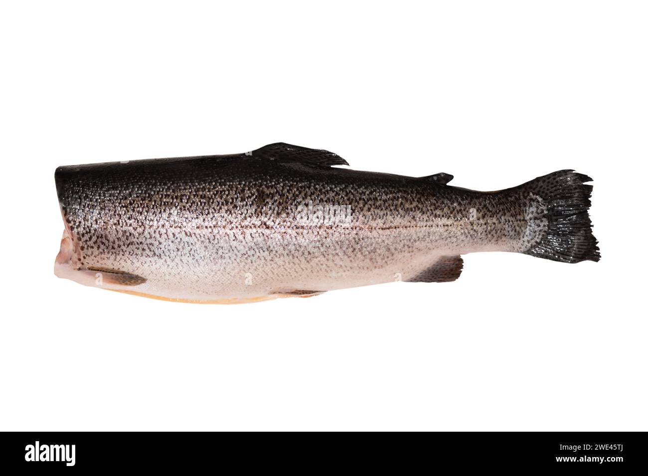 Poisson de truite sans tête isolé sur fond blanc. Truite sauvage fraîche isolée sur un blanc. Truite entière fraîche isolée Banque D'Images