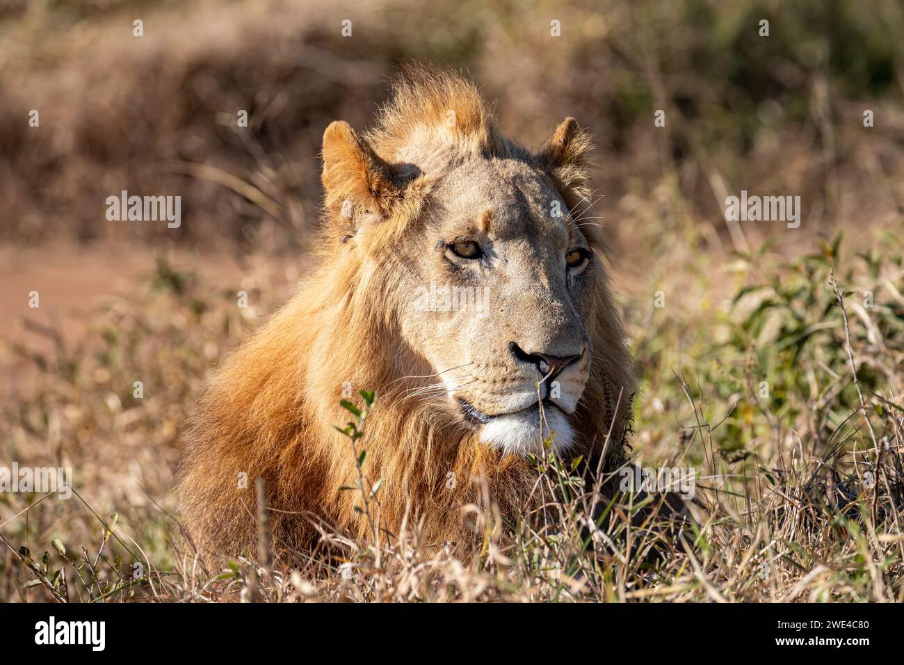 ESwatini, Swaziland, Hlane Royal National Park, Lion (Panthera leo), homme Banque D'Images