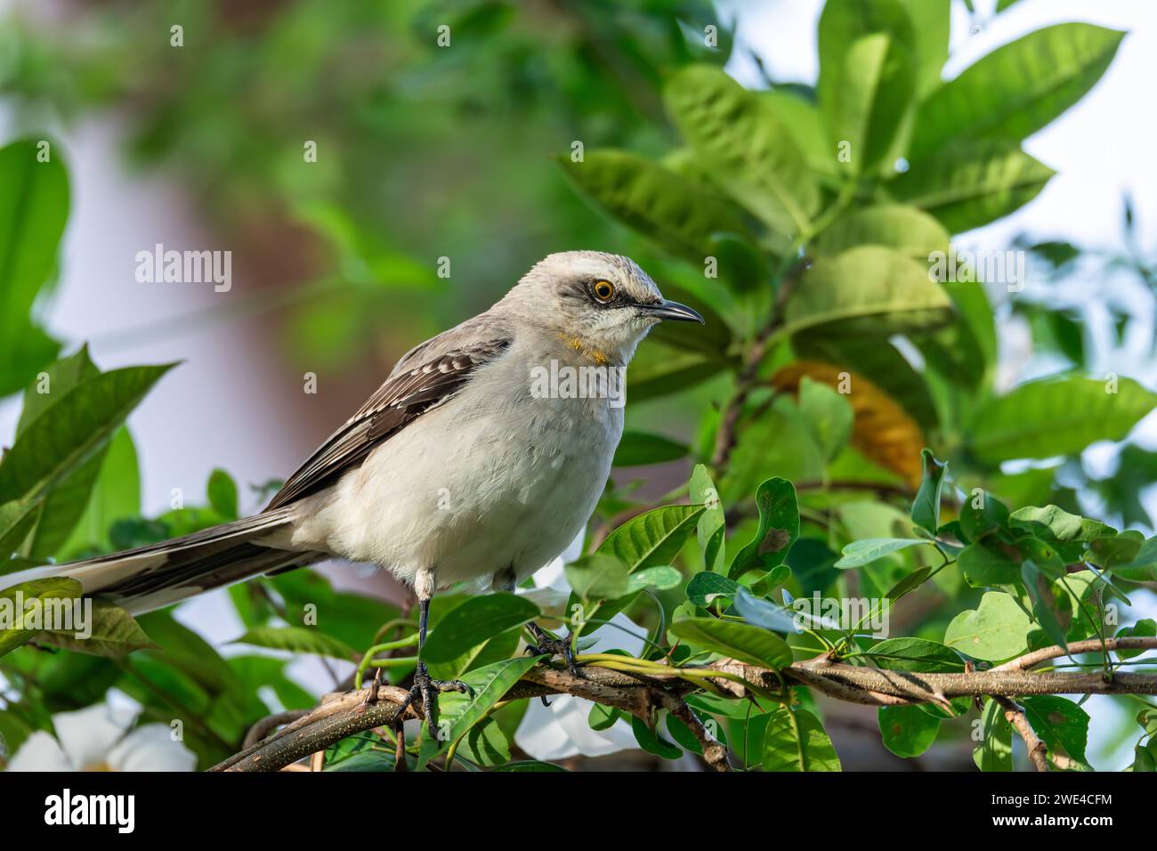 oiseau moqueur tropical (Mimus gilvus), oiseau reproducteur résident. Barichara, département de Santander. Faune et observation des oiseaux en Colombie Banque D'Images