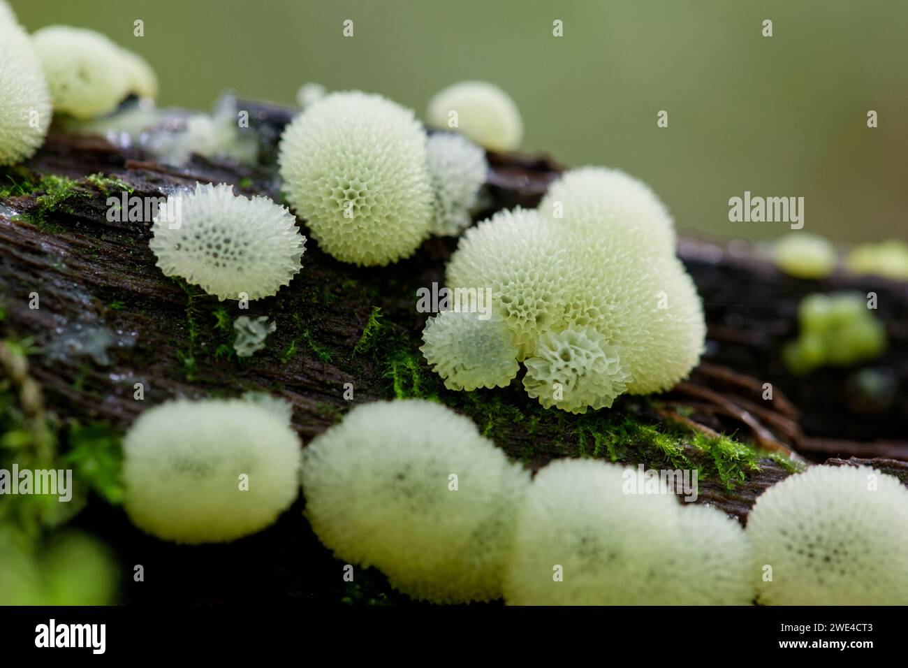 Moisissure corallienne (Ceratiomyxa fruticulosa porioides) Banque D'Images