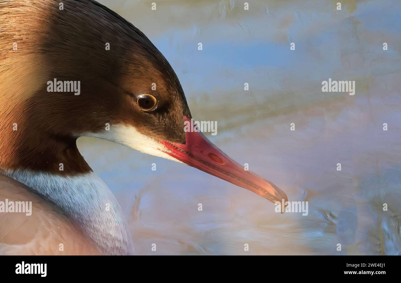 Un Goosander dans la région de zugwiesen, Allemagne, Europe. Banque D'Images