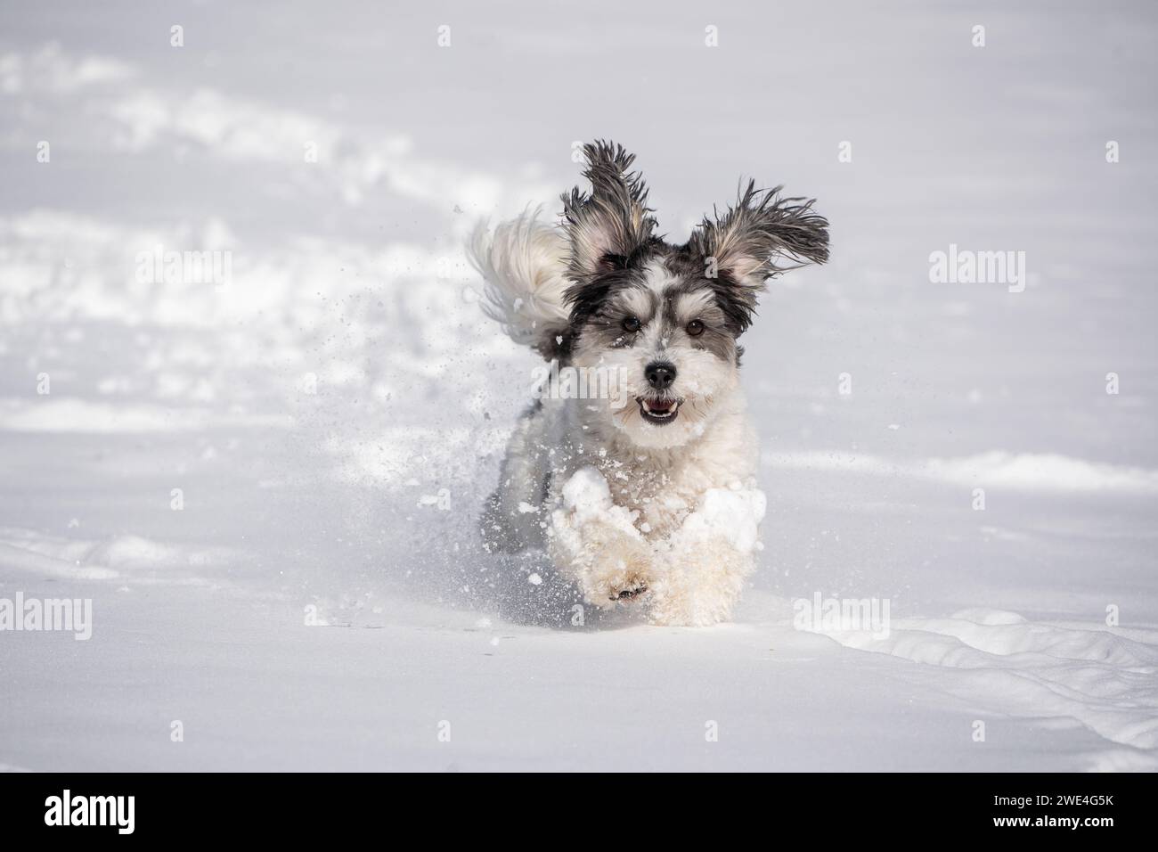 Adorable chien noir et blanc avec des oreilles souples court dans la neige. Banque D'Images