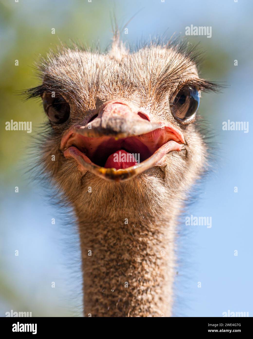 ESwatini, Swaziland, Sanctuaire de faune de Mlilwane, autruche commune (Struthio camelus australis) Banque D'Images