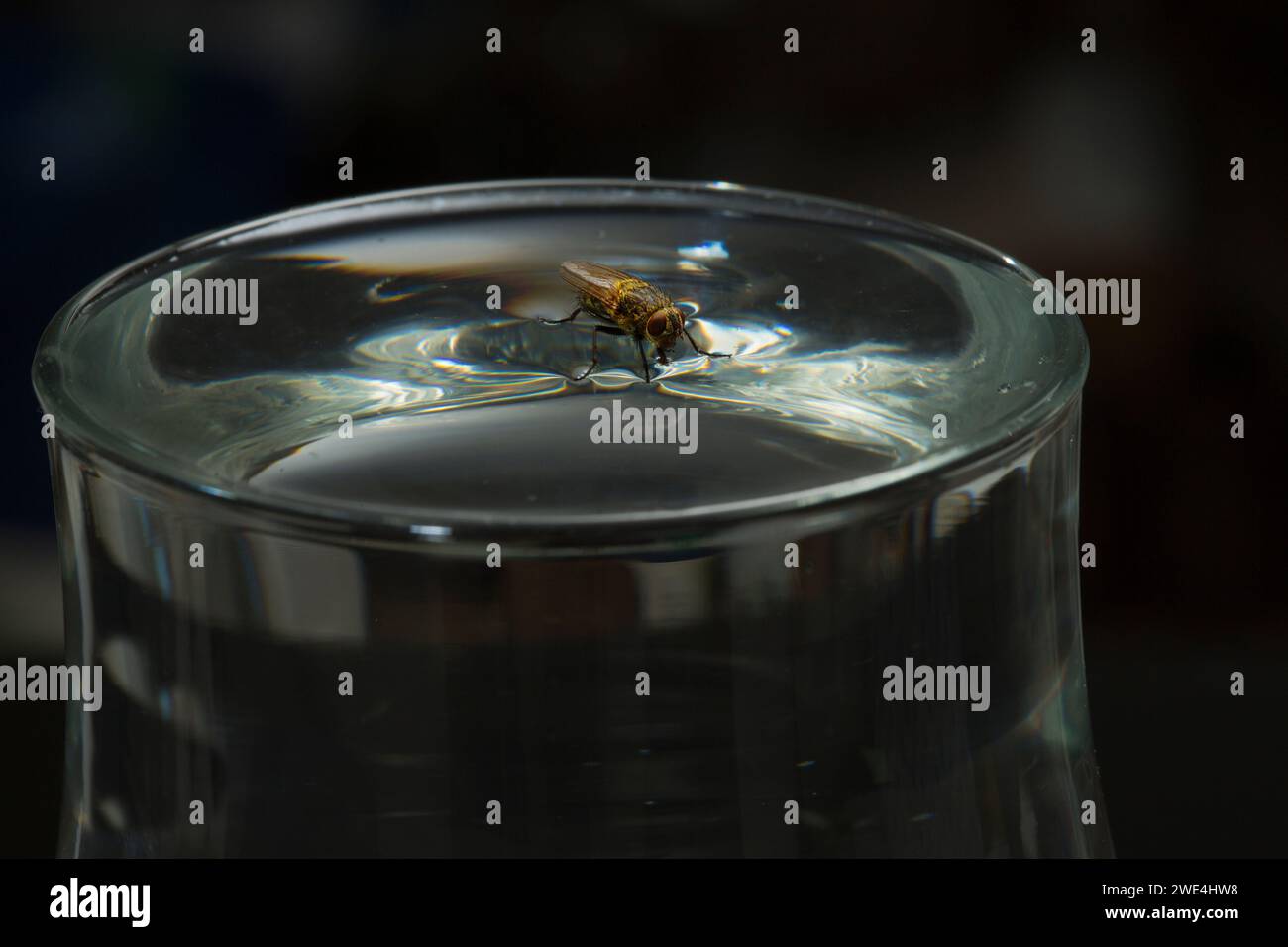 Une mouche stationnaire sur l'eau Banque D'Images