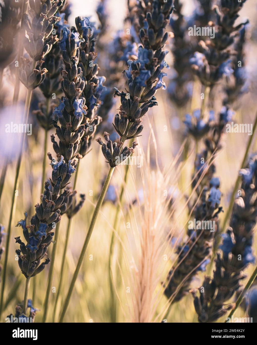 Lavanda fleurit dans le premier au printemps Banque D'Images