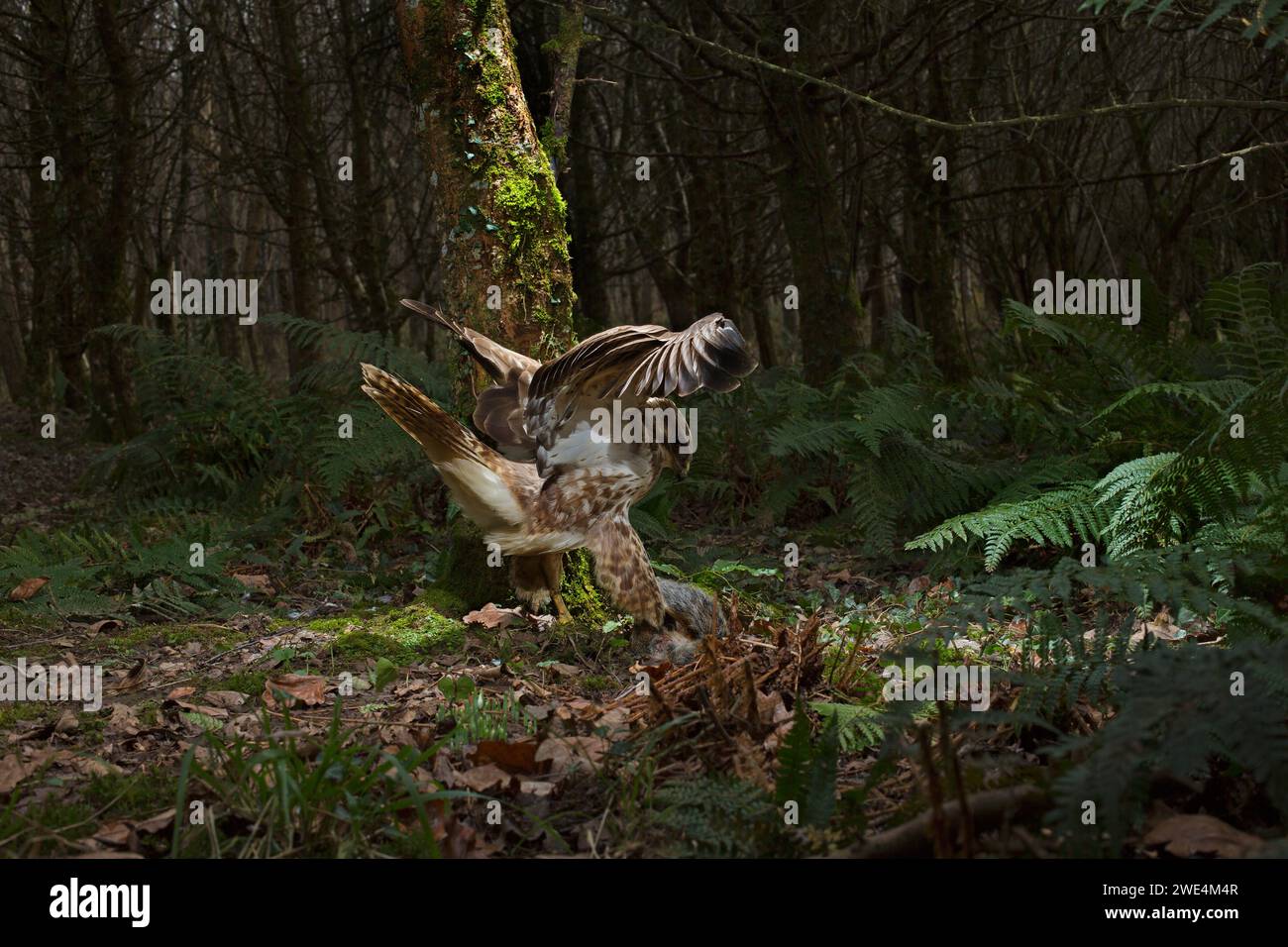 Buzzard commun Buteo buteo se nourrissant de sa proie Banque D'Images