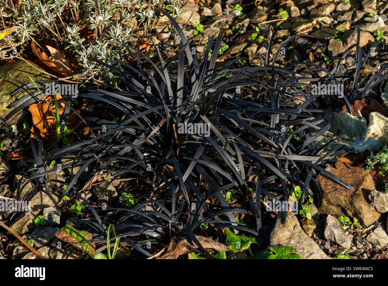 Ophiopogon planiscapus 'nigrescens' une herbe noire de printemps d'été, comme une plante à fleurs avec une fleur d'été pourpre communément connue sous le nom de Black Banque D'Images