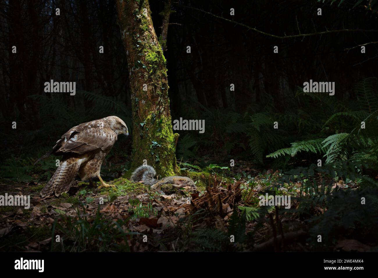 Buzzard commun Buteo buteo se nourrissant de sa proie Banque D'Images