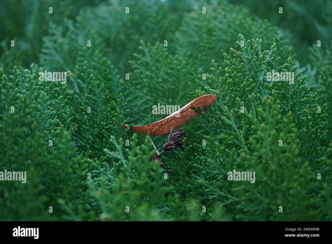 Cèdre, cèdre blanc de l'Atlantique, cyprès blanc de l'Atlantique, cèdre blanc du sud, whitecedar, ou faux-cyprès (Chamaecyparis thyoides) Banque D'Images