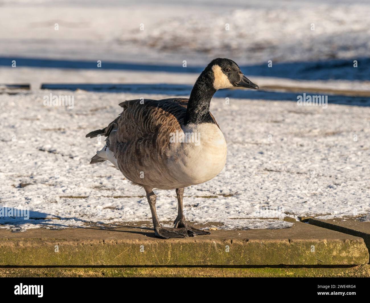 Oie du Canada debout sur un sol légèrement couvert de neige, par une journée ensoleillée. Banque D'Images