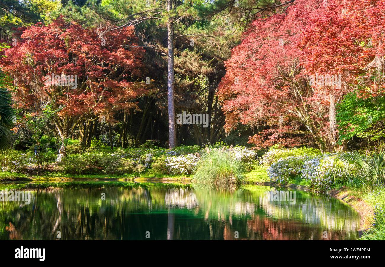 Réflexion de jardin sur l'étang au parc national Maclay Gardens à Tallahassee, Floride Banque D'Images Réflexion de jardin sur l'étang au parc national Maclay Gardens à Tallahassee, Floride Banque D'Images