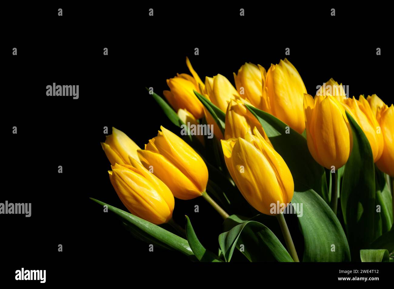 Bouquet de tulipes jaunes fraîches, sur fond noir Banque D'Images