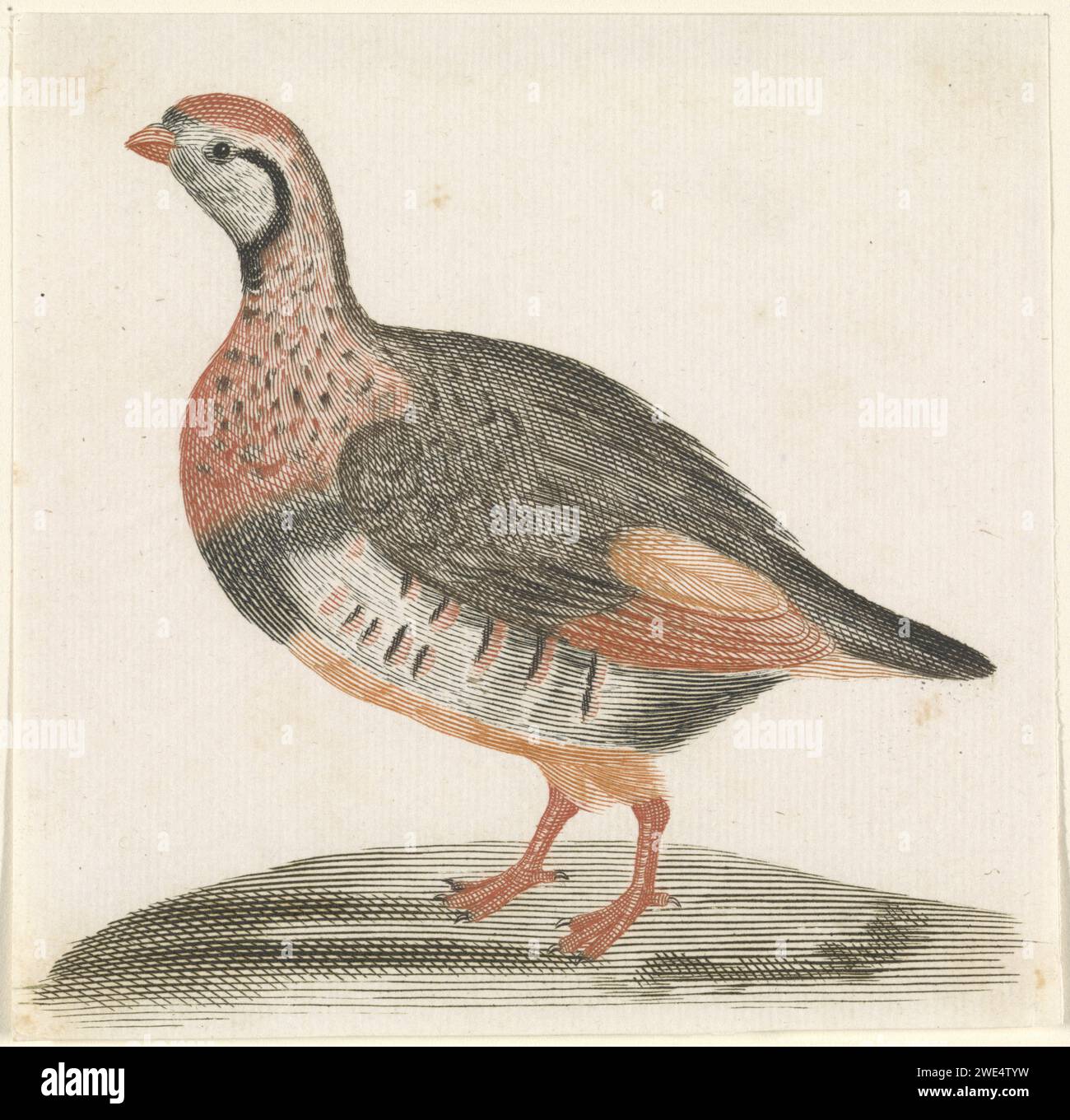 Veldhoen, Anonyme, 1688 - 1698 imprimer pays-Bas gravure papier marcheur et coureur oiseaux : partridge Banque D'Images