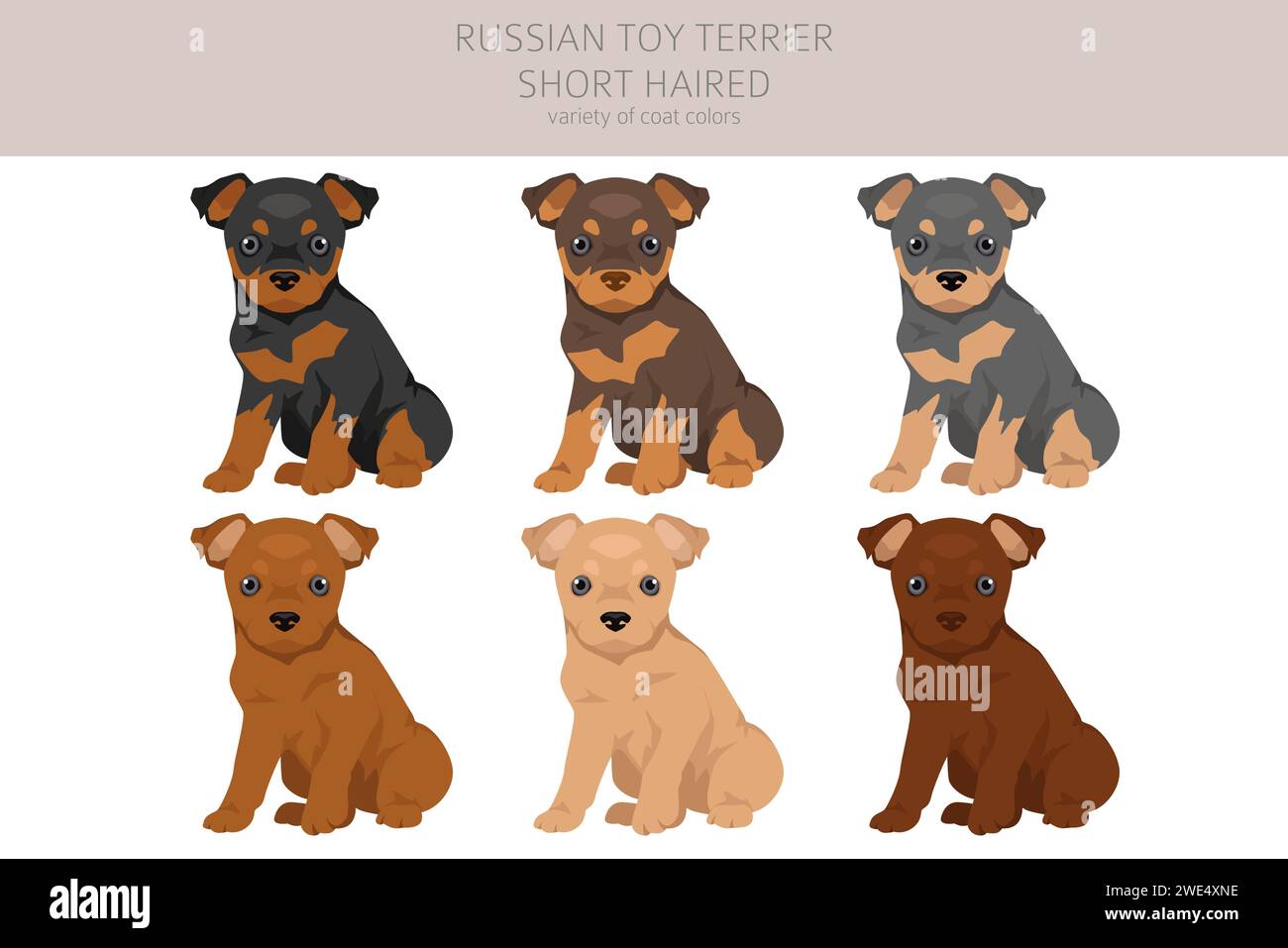 Toy terrier russe chiots clipart à poil court. Différentes poses, couleurs de manteau définies. Illustration vectorielle Illustration de Vecteur