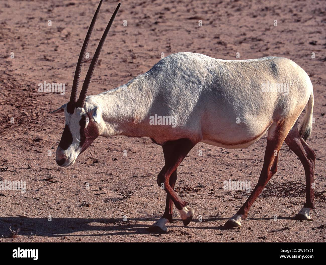 Oryx arabe ou oryx blanc conservation de l'oryx leucoryx dans le désert en Arabie Saoudite Banque D'Images
