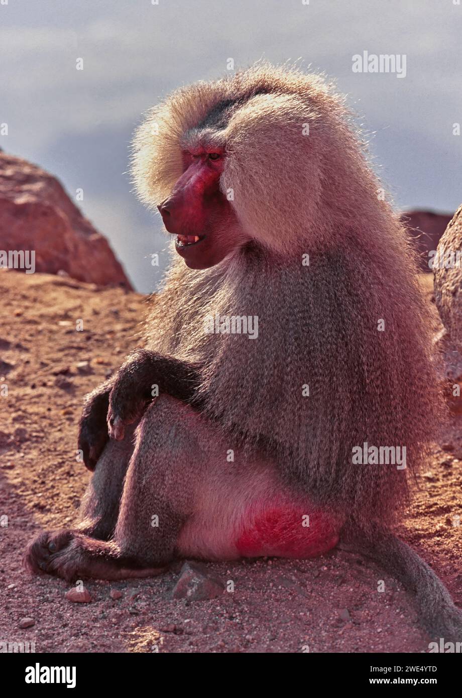 Hamadryas babouin Papio hamadryas sur un rocher en Arabie Saoudite Banque D'Images