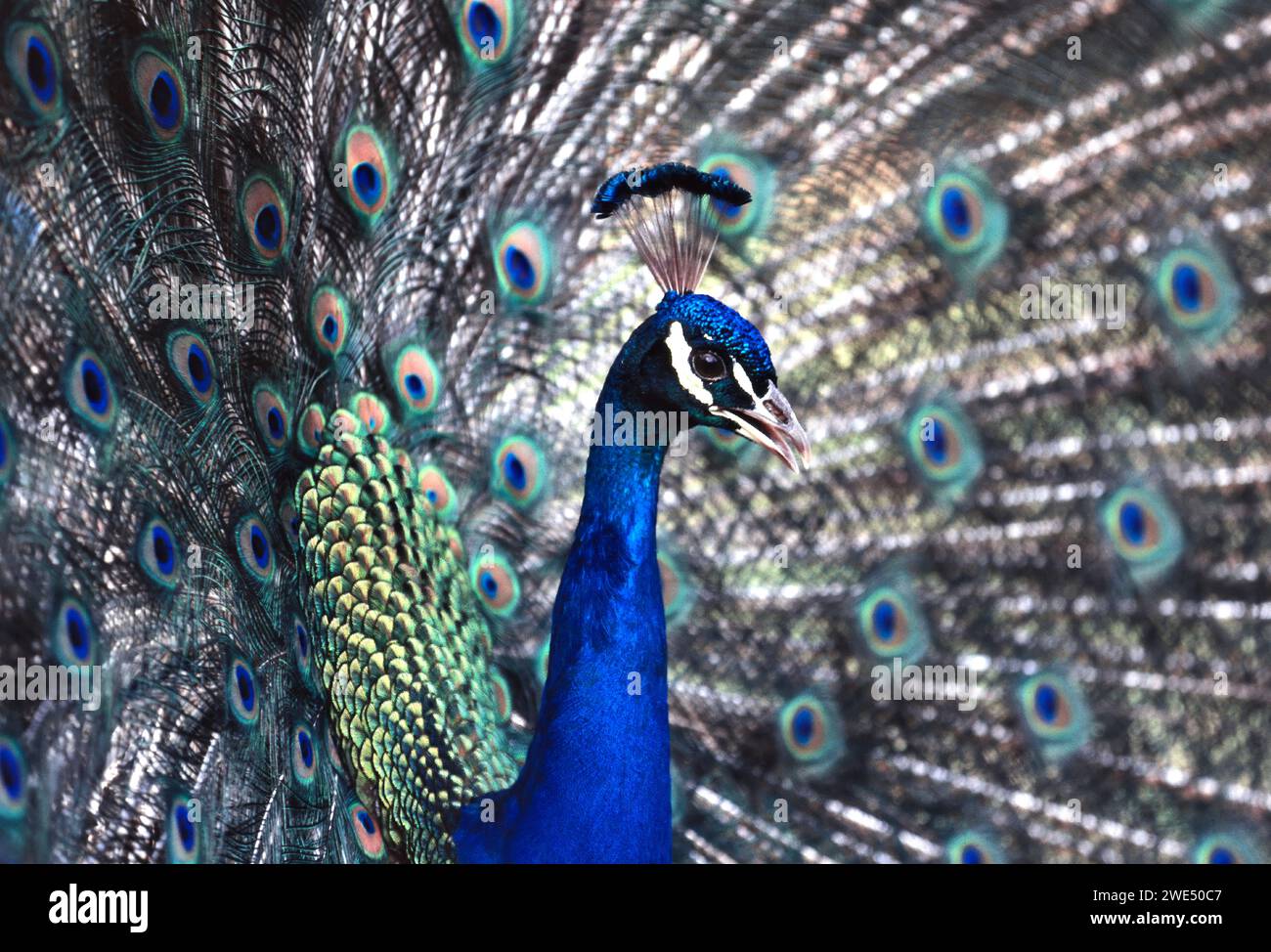 Paon indien ou paon indien Pavo cristatus affichant son train Banque D'Images