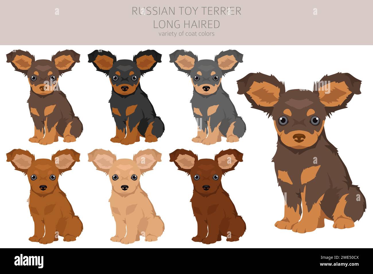 Toy Terrier russe chiot clipart à poil long. Différentes poses, couleurs de manteau définies. Illustration vectorielle Illustration de Vecteur