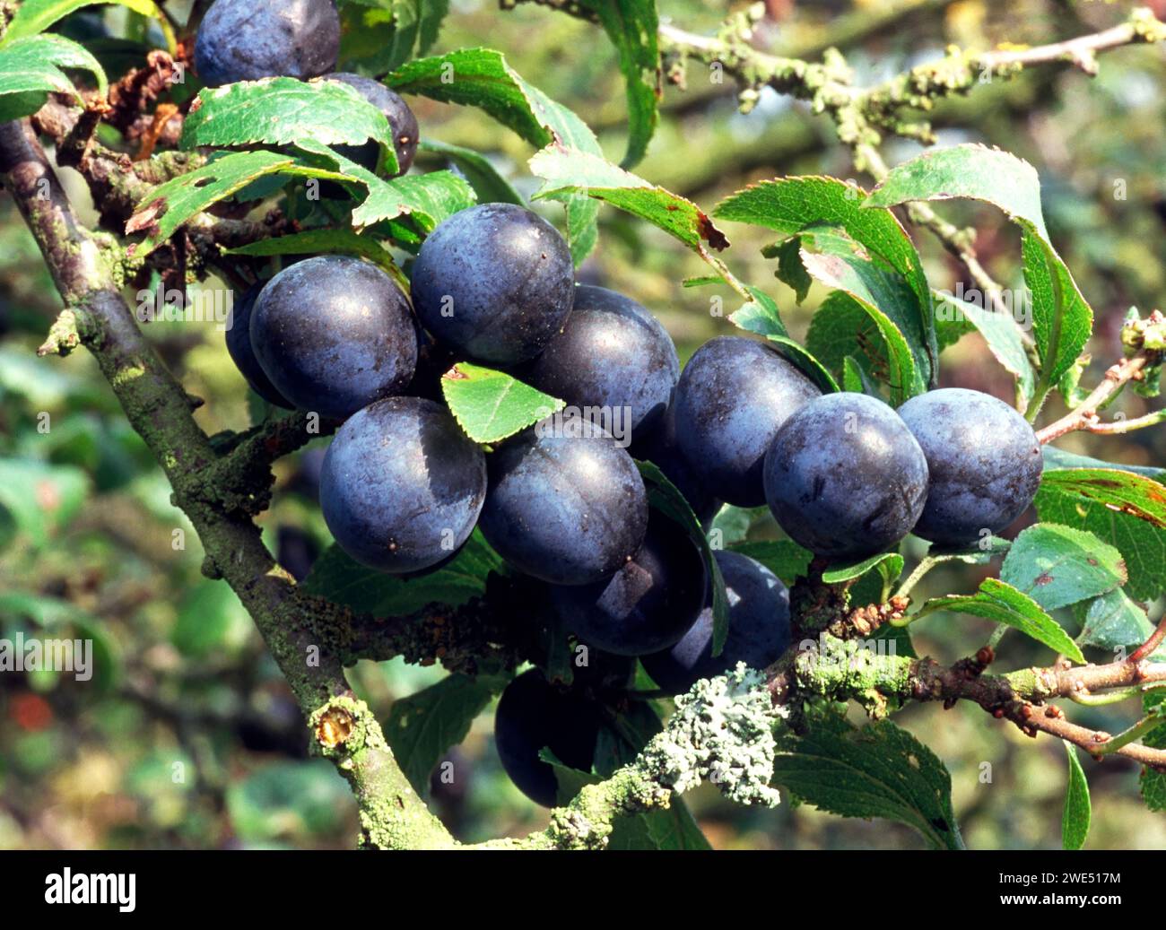 Paresseux ou baies de Blackthorn Prunus spinosa poussant dans une haie Angleterre Banque D'Images