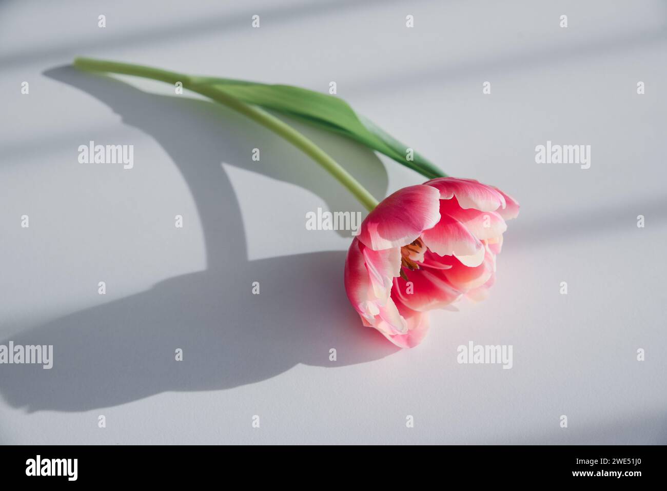 Une tulipe rose sur une table blanche avec ombre Banque D'Images