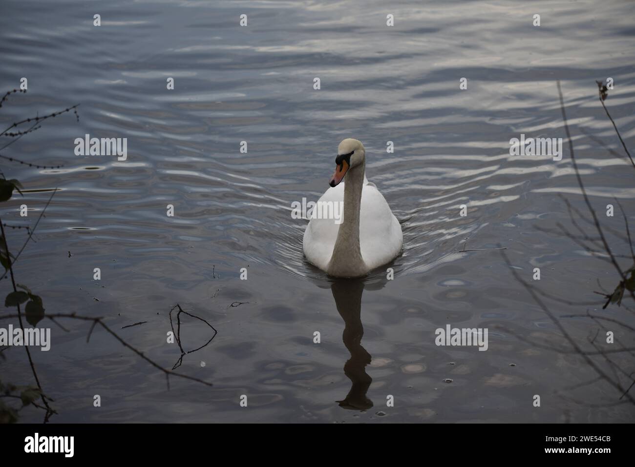 Muet Swan (Cygnus olor) nageant vers la caméra dans une eau bleue ondulée, ombre en premier plan, prise sur un lac de réserve naturelle au Royaume-Uni en hiver Banque D'Images