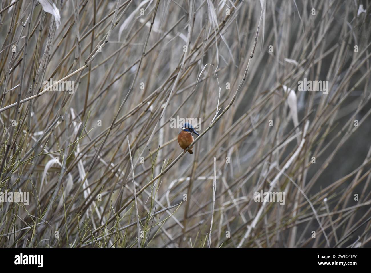 Image distante d'un Kingfisher commun (Alcedo atthis) face à la caméra de Reeds, avec la tête regardant en bas à droite, prise en hiver au Royaume-Uni Banque D'Images