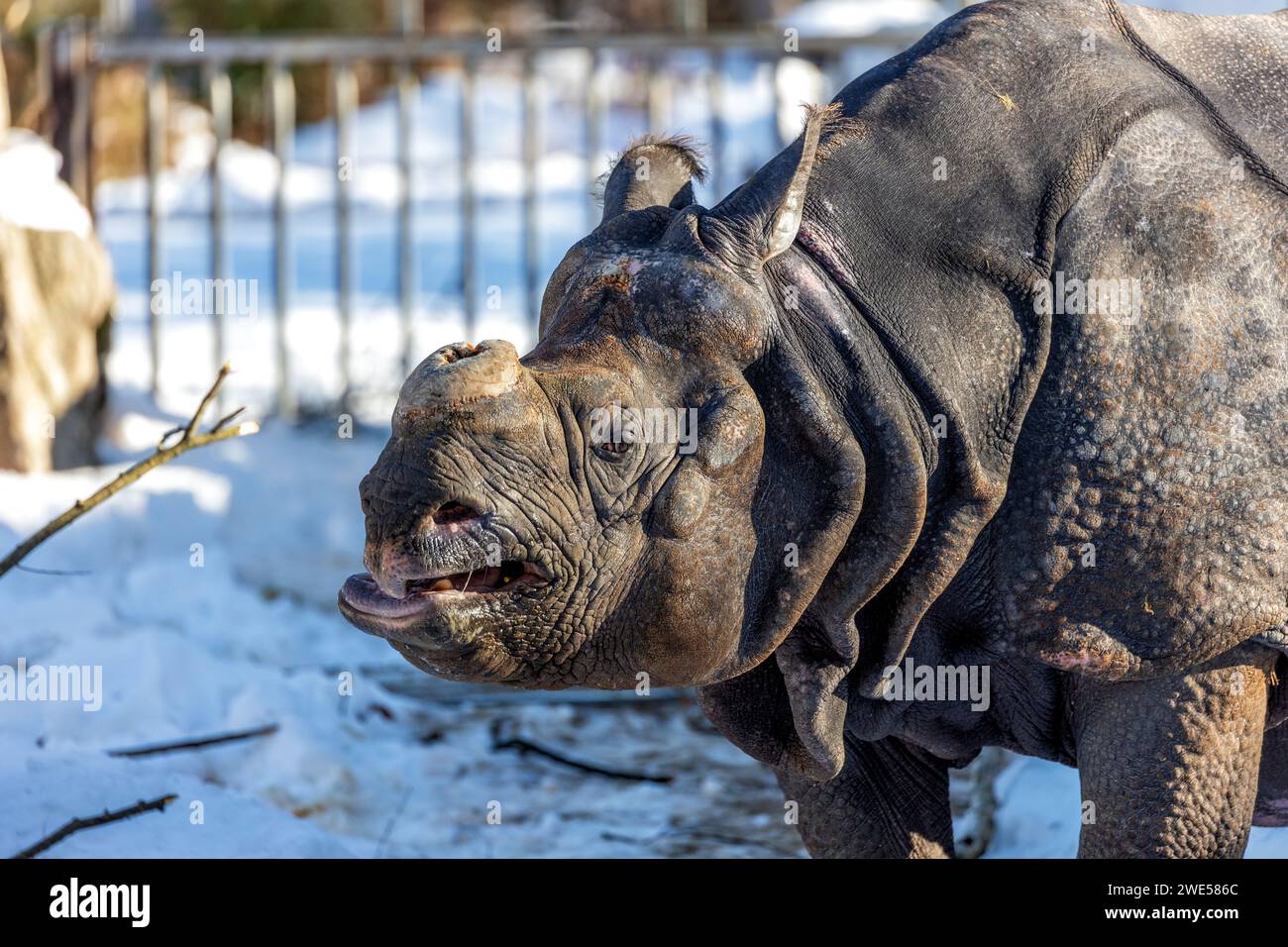 Rhinocéros indien (Rhinoceros unicornis) paissant dans les paysages verdoyants de l'Inde. Une rencontre impressionnante avec ce majestueux et endang Banque D'Images