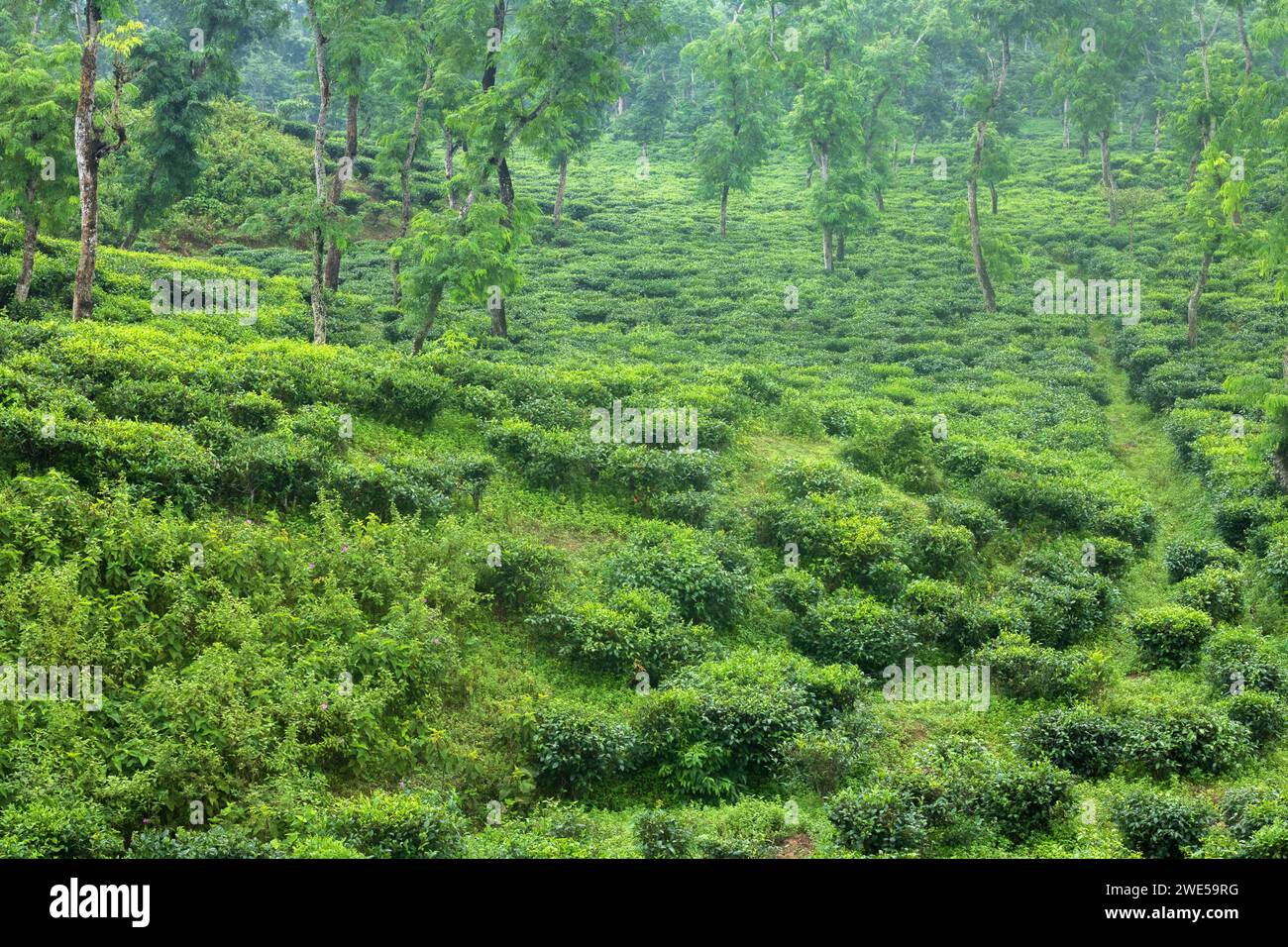 Le jardin de thé était très beau situé dans le quartier srimangale moulvibazar à sylhet bangladesh, le jardin de thé est magnifiquement aménagé sur la slop Banque D'Images