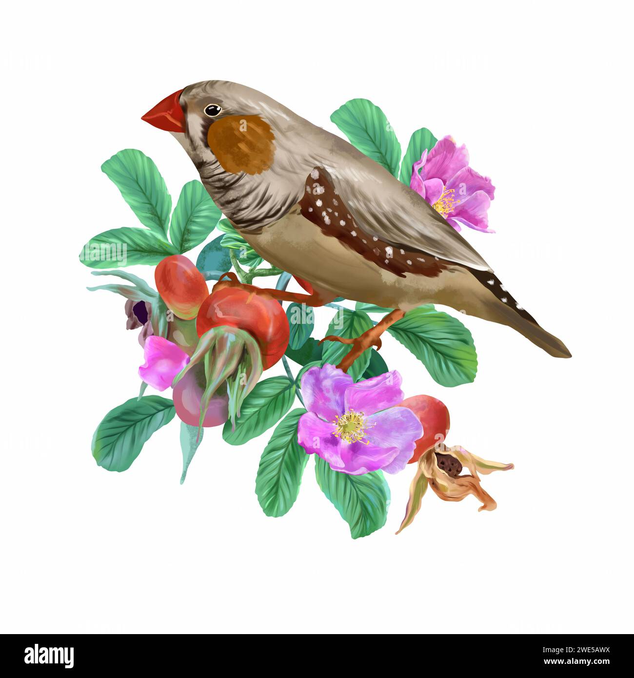 Oiseau sur une branche de rose musquée. Illustration graphique Amadina isolée sur fond blanc. Cartes de vœux, invitations, bannières printanières, emballages, étiquettes. Banque D'Images