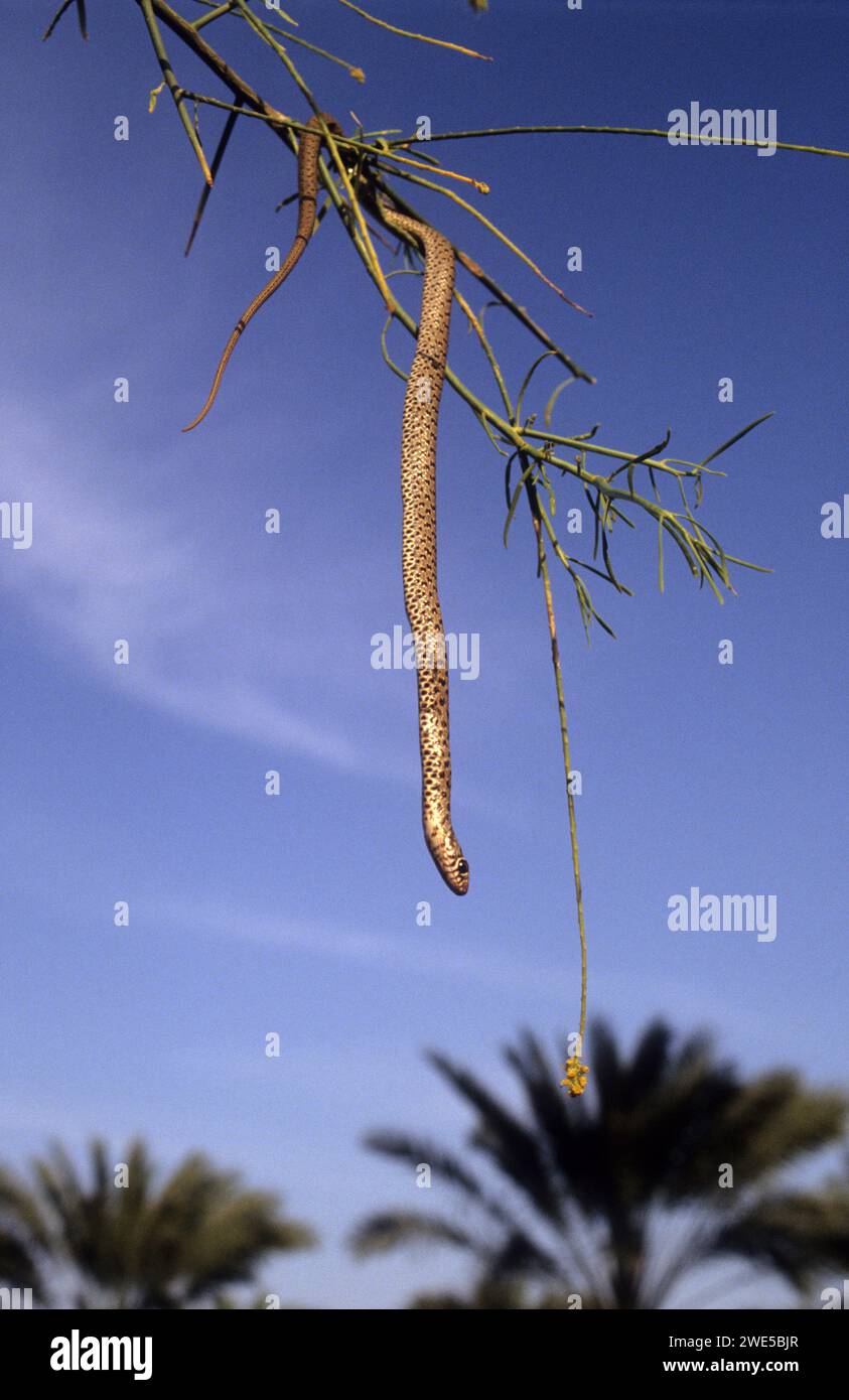 Le jeune Dolichophis jugularis, également connu sous le nom de serpent-fouet noir et le grand serpent-fouet, Banque D'Images