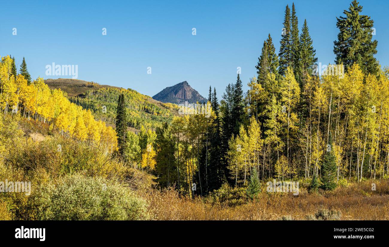 Jaune Aspens chatoyant dans le soleil de fin d'après-midi. Banque D'Images