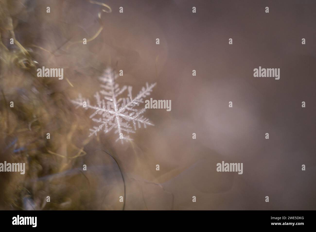 flocon de neige sur une base laine macro Banque D'Images