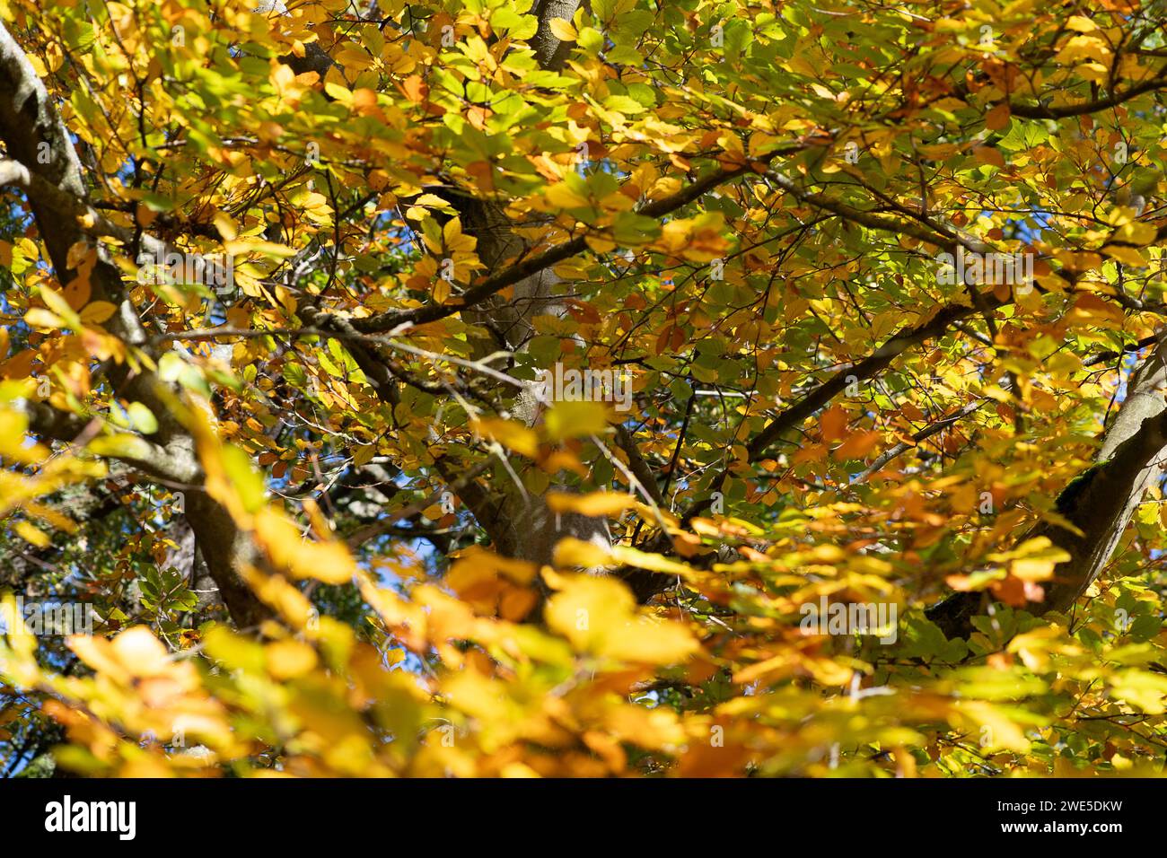 Iver, Buckinghamshire, Royaume-Uni. 5 novembre 2023. Lumière du soleil à travers les feuilles de hêtre automnales. Crédit : Maureen McLean/Alamy Banque D'Images