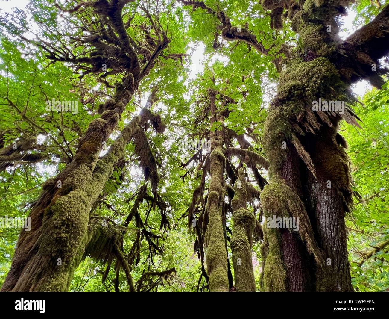 Forêt tropicale HOH dans le parc national olympique Banque D'Images
