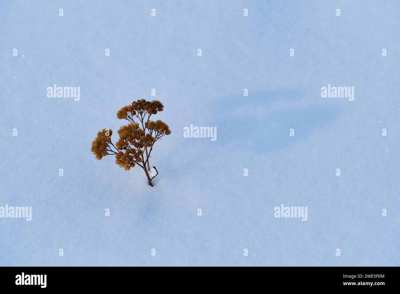 Fleur desséchée dépasse de la neige sur une toile blanche propre, témoignage silencieux des changements de saisons Banque D'Images